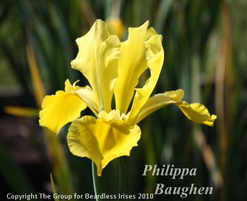 Philippa Baughen 10.6 (1)